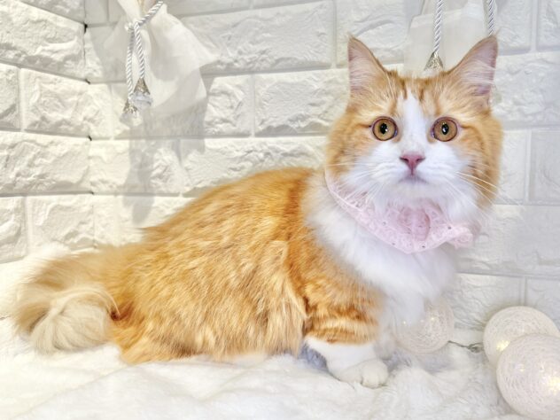 香川県のマンチカン (ワンキャラット アミーゴ丸亀店/2025年3月13日生まれ/女の子/レッドタビーホワイト)の子猫の2枚目の画像