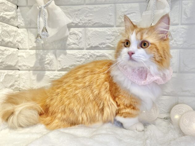 香川県のマンチカン (ワンキャラット アミーゴ丸亀店/2025年3月13日生まれ/女の子/レッドタビーホワイト)の子猫の3枚目の画像