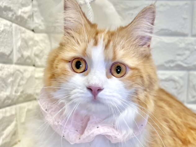 香川県のマンチカン (ワンキャラット アミーゴ丸亀店/2025年3月13日生まれ/女の子/レッドタビーホワイト)の子猫の1枚目の画像