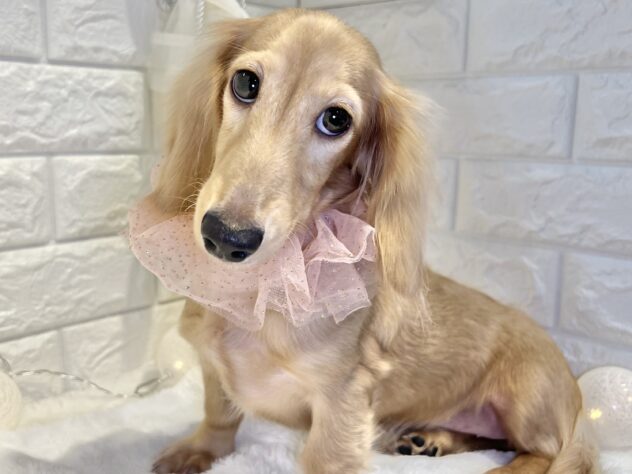 香川県のミニチュアダックスフンド(ロング) (ワンキャラット アミーゴ丸亀店/2025年6月6日生まれ/女の子/イエロー)の子犬の2枚目の画像