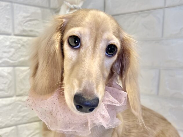 香川県のミニチュアダックスフンド(ロング) (ワンキャラット アミーゴ丸亀店/2025年6月6日生まれ/女の子/イエロー)の子犬の1枚目の画像