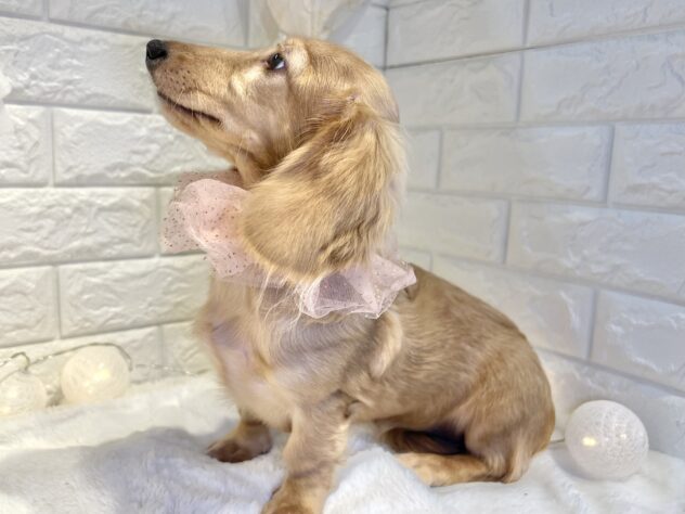 香川県のミニチュアダックスフンド(ロング) (ワンキャラット アミーゴ丸亀店/2025年6月6日生まれ/女の子/イエロー)の子犬の3枚目の画像