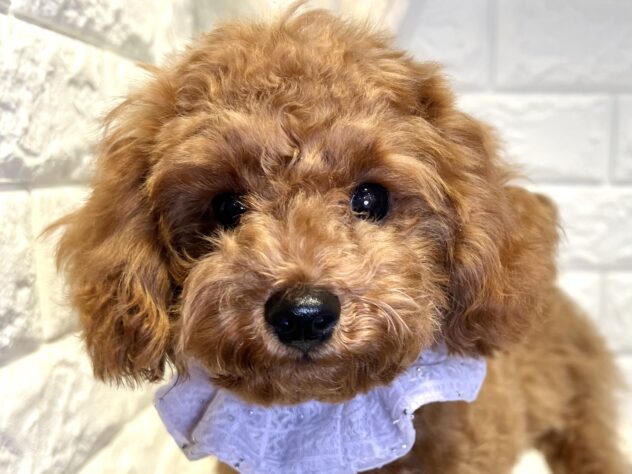 香川県のトイプードル(トイ) (ワンキャラット アミーゴ丸亀店/2025年7月3日生まれ/女の子/レッドフォーン)の子犬の1枚目の画像