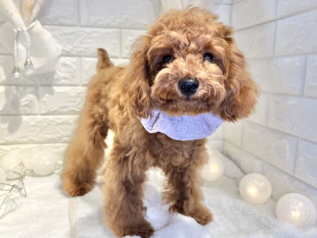 香川県のトイプードル(トイ) (ワンキャラット アミーゴ丸亀店/2025年7月3日生まれ/女の子/レッドフォーン)の子犬の3枚目の画像