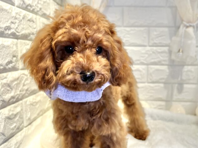 香川県のトイプードル(トイ) (ワンキャラット アミーゴ丸亀店/2025年7月3日生まれ/女の子/レッドフォーン)の子犬の2枚目の画像