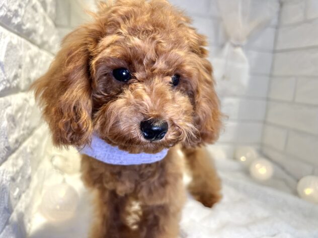 香川県のトイプードル(トイ) (ワンキャラット アミーゴ丸亀店/2025年7月3日生まれ/女の子/レッドフォーン)の子犬の4枚目の画像