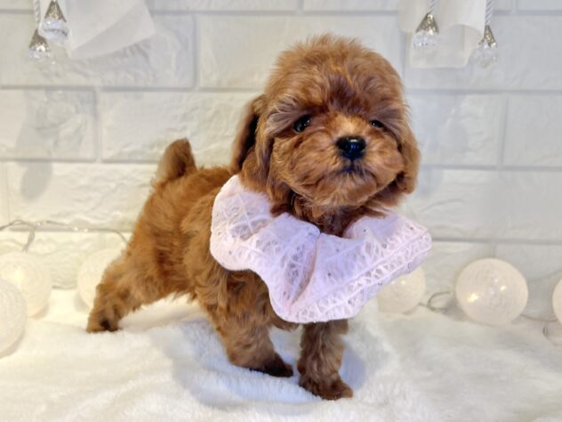 香川県のトイプードル(トイ) (ワンキャラット アミーゴ丸亀店/2025年10月3日生まれ/女の子/レッド)の子犬の4枚目の画像