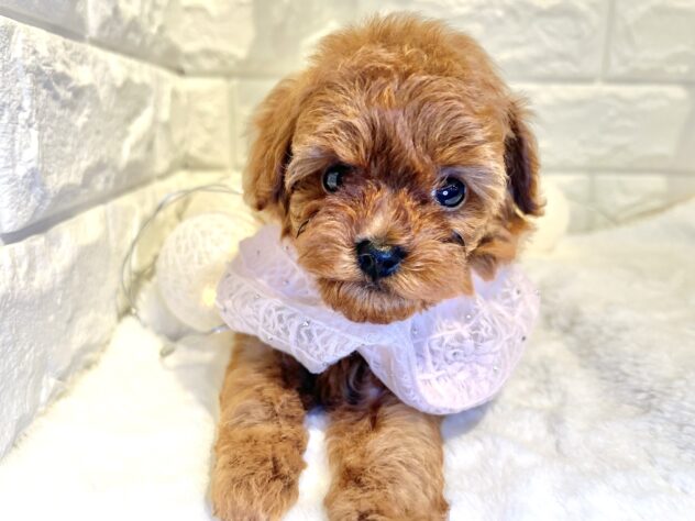 香川県のトイプードル(トイ) (ワンキャラット アミーゴ丸亀店/2025年10月3日生まれ/女の子/レッド)の子犬の4枚目の画像