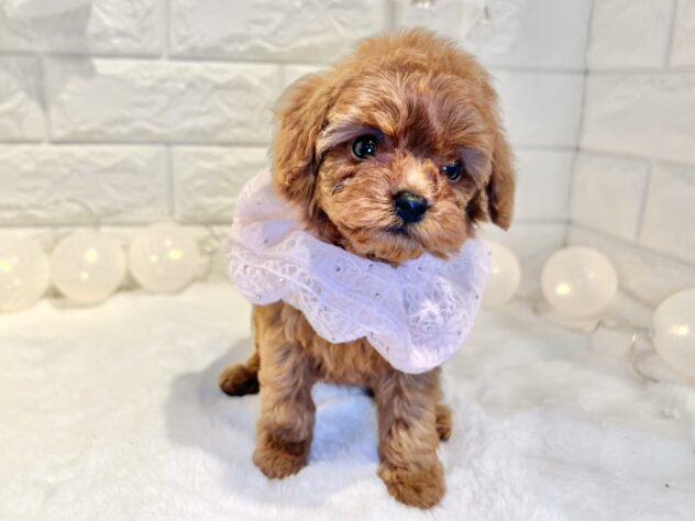 香川県のトイプードル(トイ) (ワンキャラット アミーゴ丸亀店/2025年10月3日生まれ/女の子/レッド)の子犬の3枚目の画像