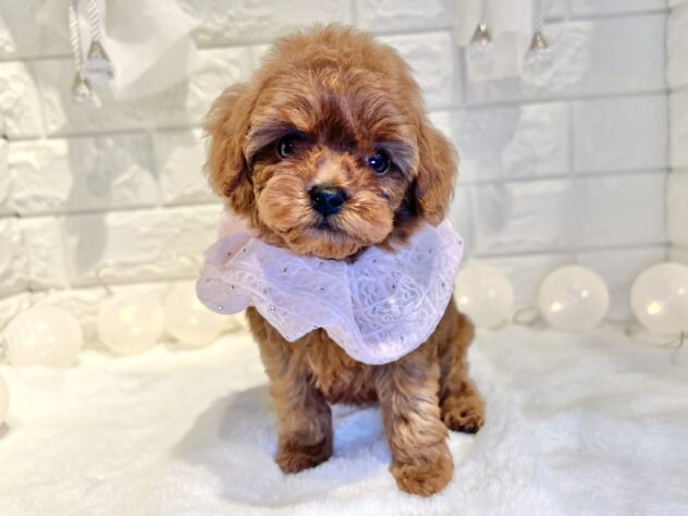 香川県のトイプードル(トイ) (ワンキャラット アミーゴ丸亀店/2025年10月3日生まれ/女の子/レッド)の子犬の2枚目の画像