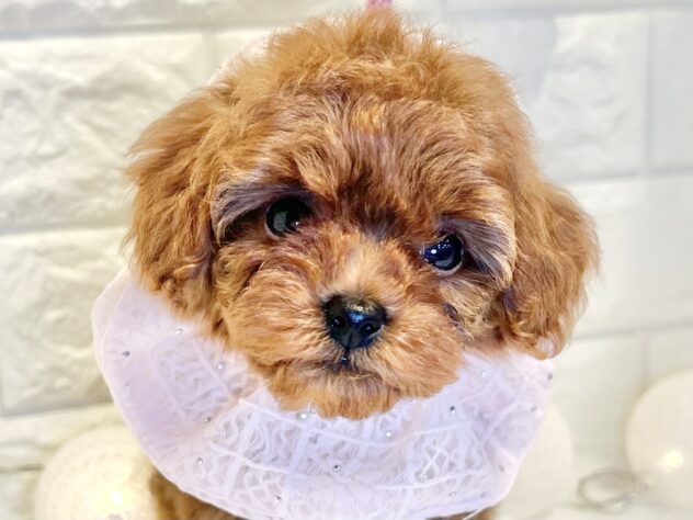 香川県のトイプードル(トイ) (ワンキャラット アミーゴ丸亀店/2025年10月3日生まれ/女の子/レッド)の子犬の1枚目の画像