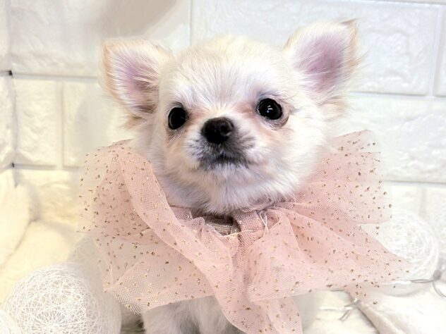 香川県のチワワ(ロング) (ワンキャラット アミーゴ丸亀店/2025年10月8日生まれ/女の子/クリーム)の子犬の1枚目の画像