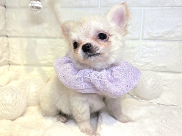 香川県のチワワ(ロング) (ワンキャラット アミーゴ丸亀店/2025年10月8日生まれ/女の子/クリーム)の子犬の3枚目の画像