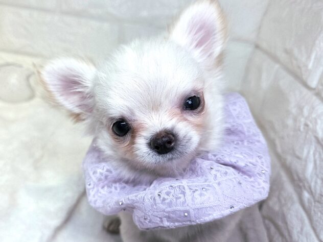 香川県のチワワ(ロング) (ワンキャラット アミーゴ丸亀店/2025年10月8日生まれ/女の子/クリーム)の子犬の2枚目の画像