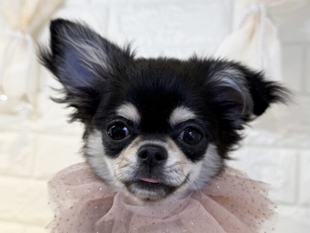 香川県のチワワ(ロング) (ワンキャラット アミーゴ丸亀店/2025年7月24日生まれ/女の子/ブラッククリーム)の子犬の1枚目の画像