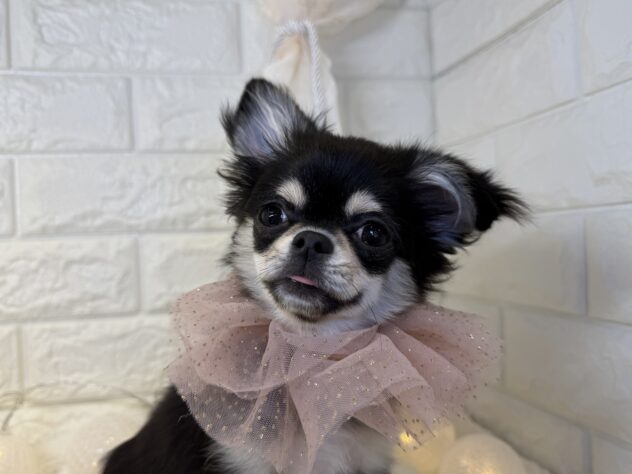 香川県のチワワ(ロング) (ワンキャラット アミーゴ丸亀店/2025年7月24日生まれ/女の子/ブラッククリーム)の子犬の2枚目の画像