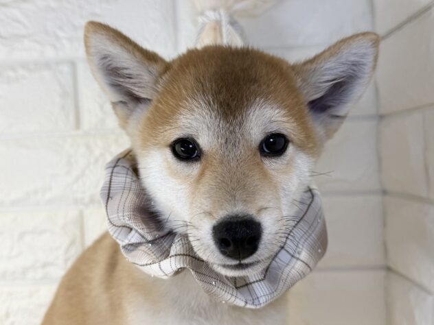 香川県の豆柴 (ワンキャラット アミーゴ丸亀店/2025年8月23日生まれ/男の子/赤)の子犬の1枚目の画像