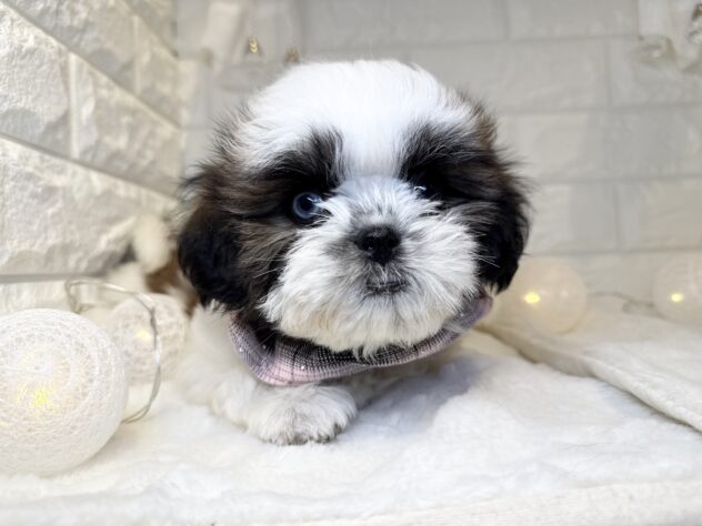 香川県のシーズー (ワンキャラット アミーゴ丸亀店/2025年9月20日生まれ/女の子/ゴールドホワイト)の子犬の3枚目の画像