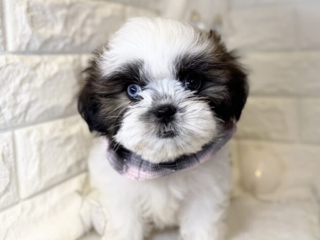 香川県のシーズー (ワンキャラット アミーゴ丸亀店/2025年9月20日生まれ/女の子/ゴールドホワイト)の子犬の2枚目の画像