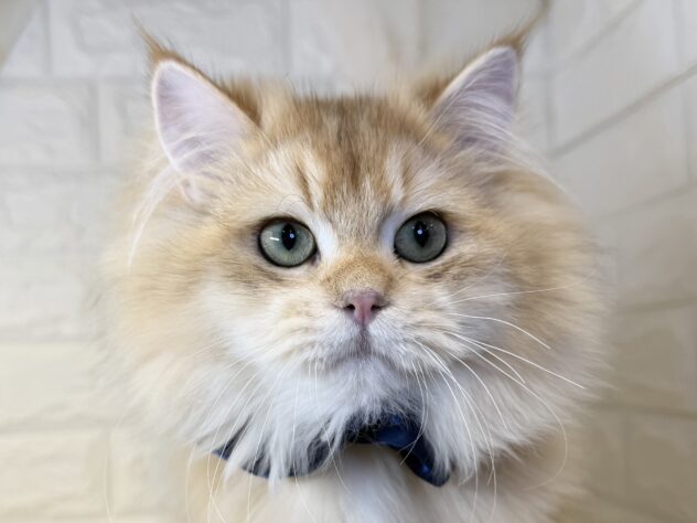 香川県のブリティッシュロングヘアー (ワンキャラット アミーゴ丸亀店/2025年5月28日生まれ/男の子/シェーデットゴールデン)の子猫の1枚目の画像