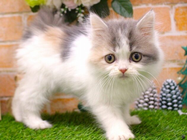 兵庫県のサイベリアン (ペット・プラザ アミーゴ三田店/2025年10月13日生まれ/女の子/ダイリュートキャリコ)の子猫の3枚目の画像