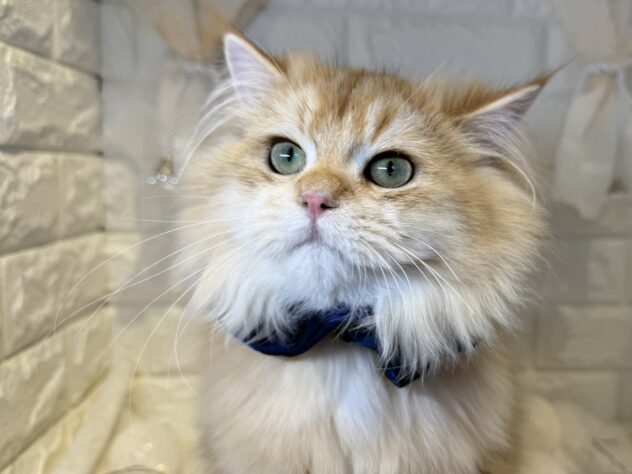 香川県のブリティッシュロングヘアー (ワンキャラット アミーゴ丸亀店/2025年5月28日生まれ/男の子/シェーデットゴールデン)の子猫の2枚目の画像