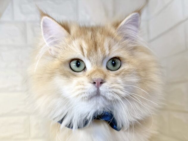 香川県のブリティッシュロングヘアー (ワンキャラット アミーゴ丸亀店/2025年5月28日生まれ/男の子/シェーデットゴールデン)の子猫