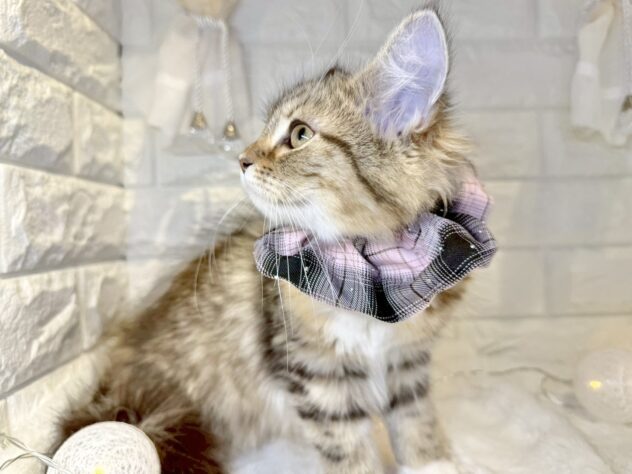 香川県のミヌエット (ワンキャラット アミーゴ丸亀店/2025年8月8日生まれ/女の子/ブラウンティックドタビーホワイト)の子猫の3枚目の画像