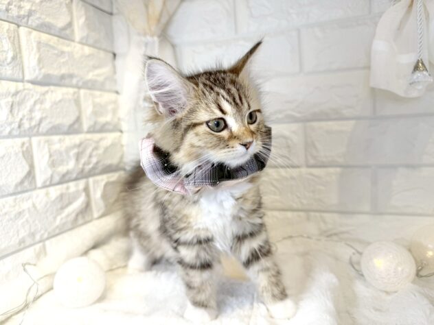 香川県のミヌエット (ワンキャラット アミーゴ丸亀店/2025年8月8日生まれ/女の子/ブラウンティックドタビーホワイト)の子猫の2枚目の画像