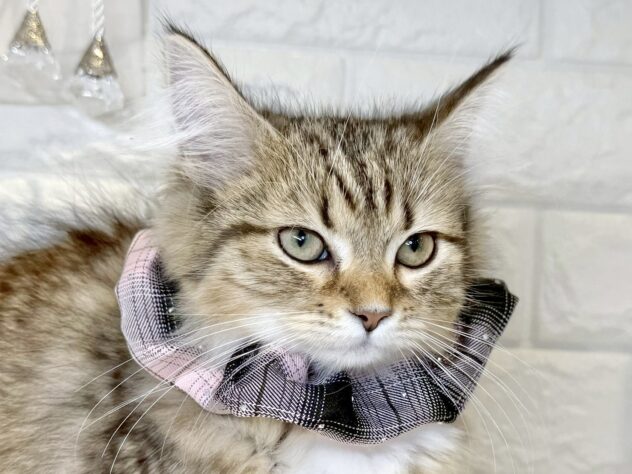 香川県のミヌエット (ワンキャラット アミーゴ丸亀店/2025年8月8日生まれ/女の子/ブラウンティックドタビーホワイト)の子猫の1枚目の画像