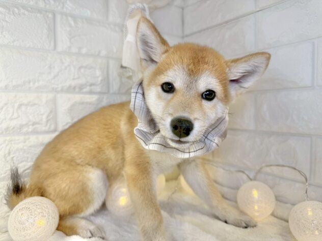 香川県の豆柴 (ワンキャラット アミーゴ丸亀店/2025年8月23日生まれ/男の子/赤)の子犬の2枚目の画像