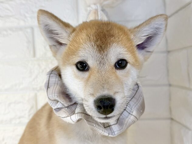 香川県の豆柴 (ワンキャラット アミーゴ丸亀店/2025年8月23日生まれ/男の子/赤)の子犬の1枚目の画像