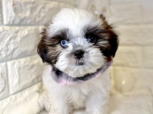 香川県のシーズー (ワンキャラット アミーゴ丸亀店/2025年9月20日生まれ/女の子/ゴールドホワイト)の子犬の2枚目の画像