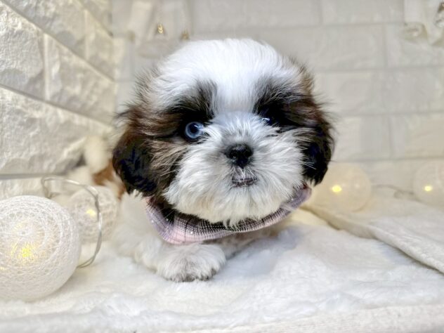 香川県のシーズー (ワンキャラット アミーゴ丸亀店/2025年9月20日生まれ/女の子/ゴールドホワイト)の子犬の3枚目の画像