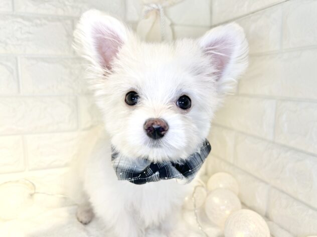 香川県のハーフ犬・ミックス犬 (ワンキャラット アミーゴ丸亀店/2025年8月31日生まれ/男の子/クリームホワイト)の子犬の1枚目の画像