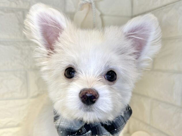 香川県のハーフ犬・ミックス犬 (ワンキャラット アミーゴ丸亀店/2025年8月31日生まれ/男の子/クリームホワイト)の子犬