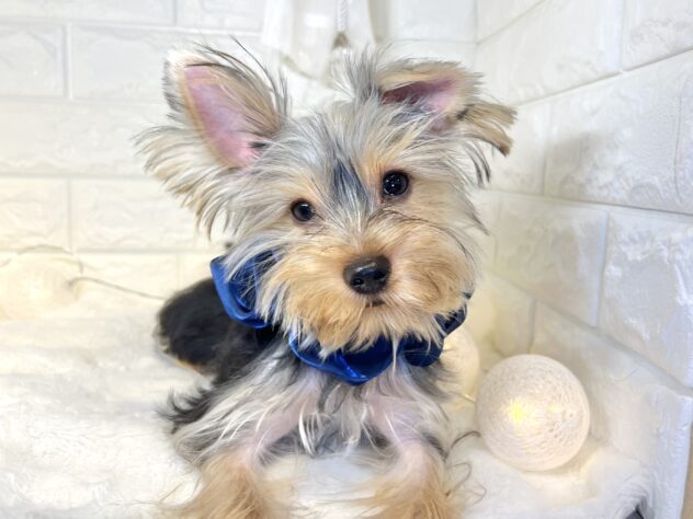 香川県のヨークシャーテリア (ワンキャラット アミーゴ丸亀店/2025年6月19日生まれ/男の子/スチールブルータン)の子犬の2枚目の画像