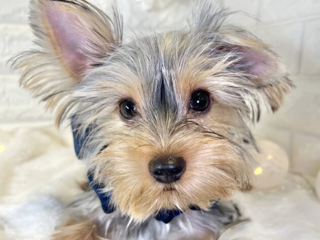 香川県のヨークシャーテリア (ワンキャラット アミーゴ丸亀店/2025年6月19日生まれ/男の子/スチールブルータン)の子犬の1枚目の画像