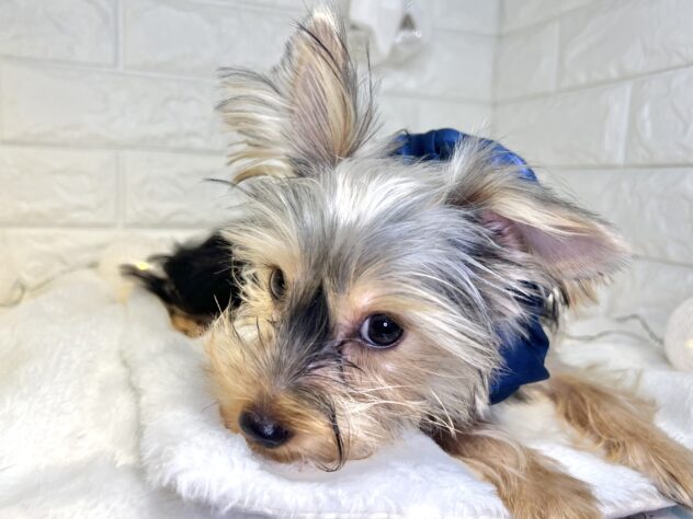 香川県のヨークシャーテリア (ワンキャラット アミーゴ丸亀店/2025年6月19日生まれ/男の子/スチールブルータン)の子犬の3枚目の画像