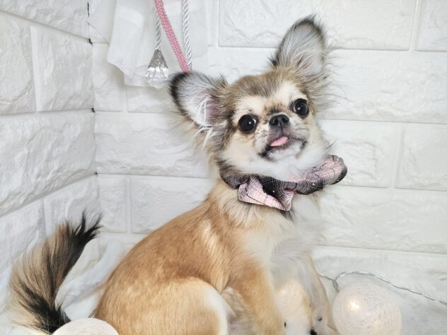 香川県のハーフ犬・ミックス犬 (ワンキャラット アミーゴ丸亀店/2025年7月16日生まれ/女の子/フォーン)の子犬の3枚目の画像