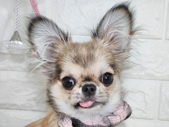 香川県のハーフ犬・ミックス犬 (ワンキャラット アミーゴ丸亀店/2025年7月16日生まれ/女の子/フォーン)の子犬の1枚目の画像