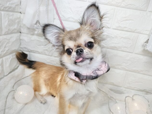 香川県のハーフ犬・ミックス犬 (ワンキャラット アミーゴ丸亀店/2025年7月16日生まれ/女の子/フォーン)の子犬の2枚目の画像