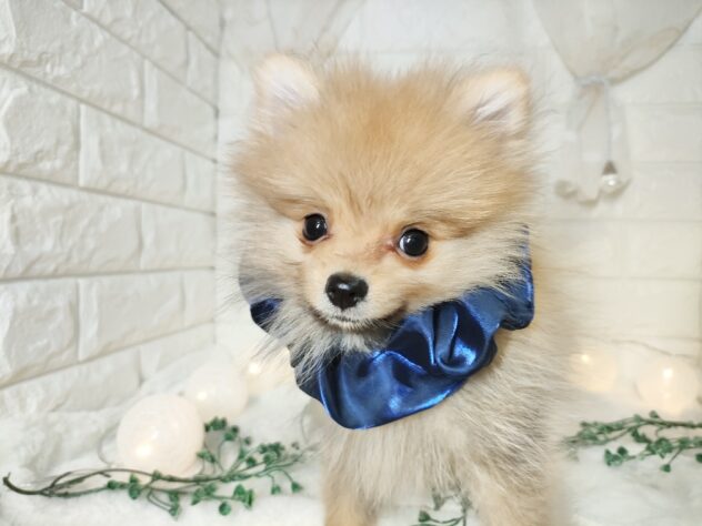 香川県のポメラニアン (ワンキャラット アミーゴ丸亀店/2025年9月28日生まれ/男の子/オレンジ)の子犬の3枚目の画像