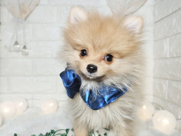 香川県のポメラニアン (ワンキャラット アミーゴ丸亀店/2025年9月28日生まれ/男の子/オレンジ)の子犬の2枚目の画像