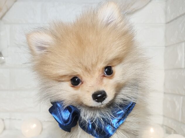 香川県のポメラニアン (ワンキャラット アミーゴ丸亀店/2025年9月28日生まれ/男の子/オレンジ)の子犬の1枚目の画像