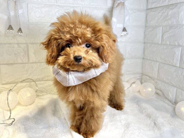 香川県のトイプードル(トイ) (ワンキャラット アミーゴ丸亀店/2025年7月25日生まれ/男の子/レッド)の子犬の3枚目の画像