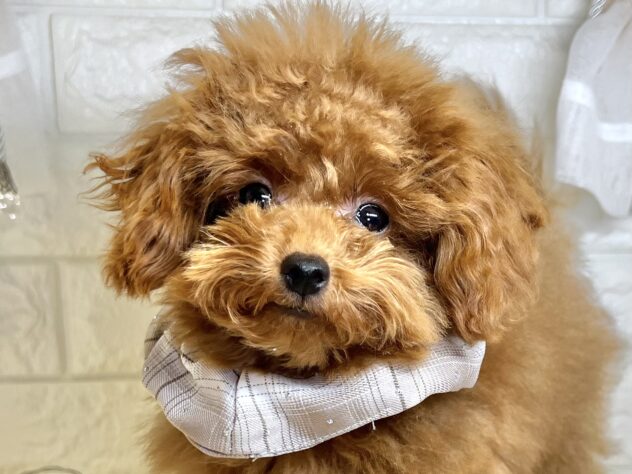 香川県のトイプードル(トイ) (ワンキャラット アミーゴ丸亀店/2025年7月25日生まれ/男の子/レッド)の子犬の1枚目の画像