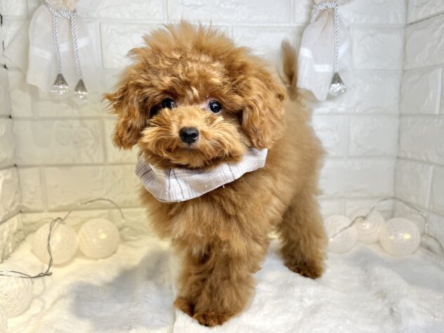 香川県のトイプードル(トイ) (ワンキャラット アミーゴ丸亀店/2025年7月25日生まれ/男の子/レッド)の子犬の2枚目の画像