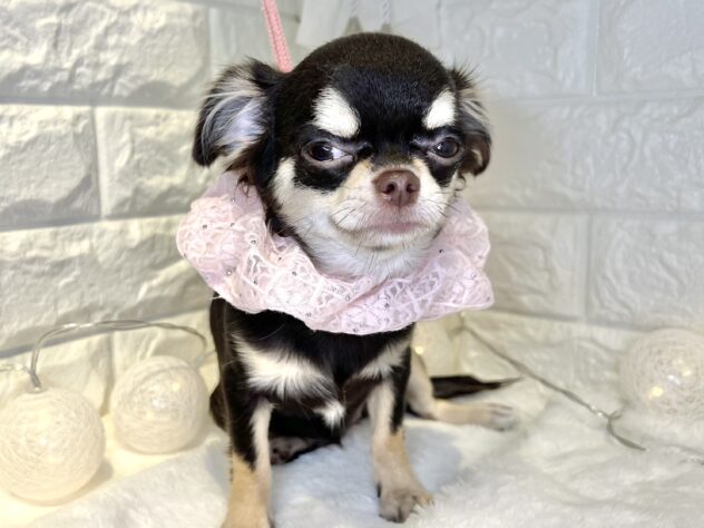 香川県のチワワ(ロング) (ワンキャラット アミーゴ丸亀店/2025年7月10日生まれ/女の子/チョコレートクリーム)の子犬の3枚目の画像