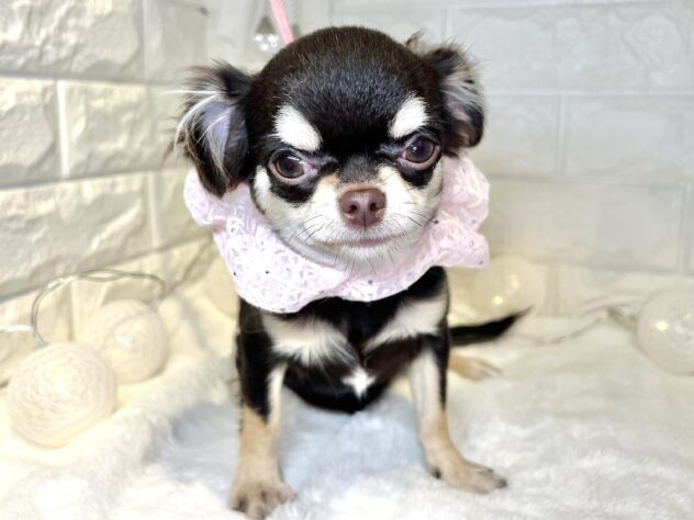 香川県のチワワ(ロング) (ワンキャラット アミーゴ丸亀店/2025年7月10日生まれ/女の子/チョコレートクリーム)の子犬の2枚目の画像